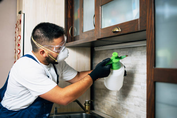 Best Rat Extermination Near Me  in Spring Valley, MN