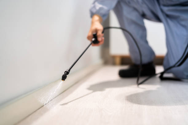 Best Flea Control Services  in Spring Valley, MN