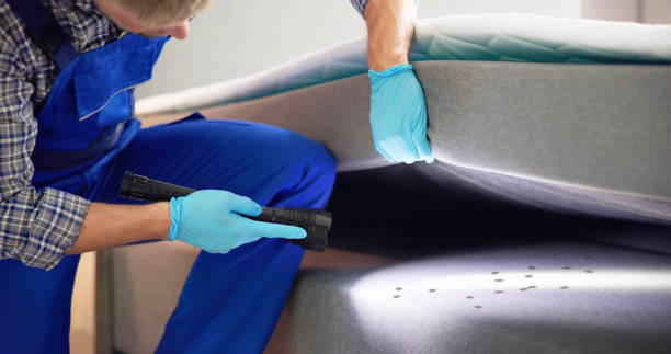 Best Termite Control Services  in Spring Valley, MN