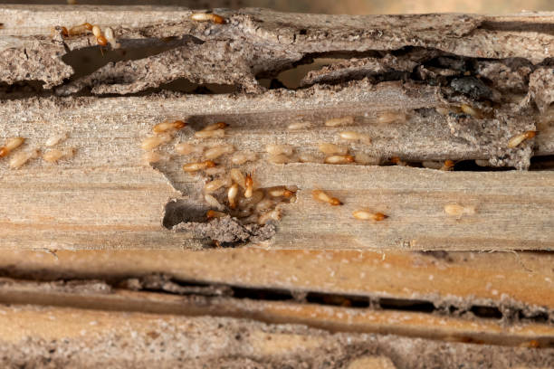 Best Pest Removal Services  in Spring Valley, MN